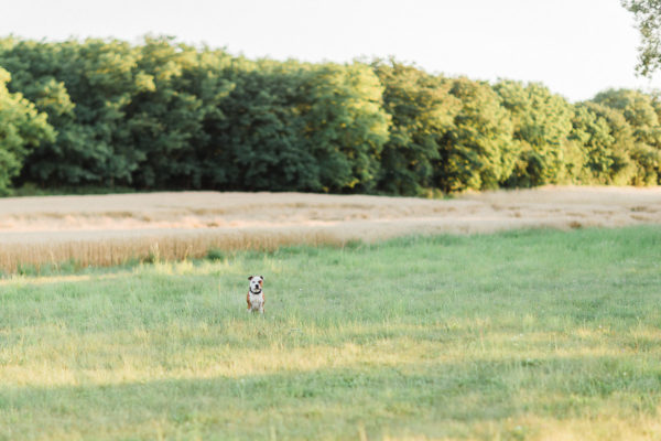 Svadba Stodola Lubianka a Portret Hainburg