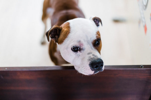 Svadba V Stodole Lubianka a Topolcany